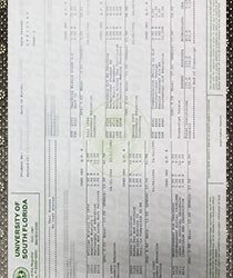 University of South Florida fake Transcript